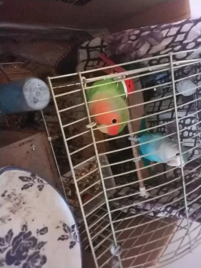 Sevda Cennet Papağanları Acil Sahiplendirme
