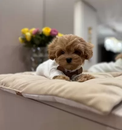 Kipkirmizi Red Toy Poodle Sevi̇mli̇ Yavrular
