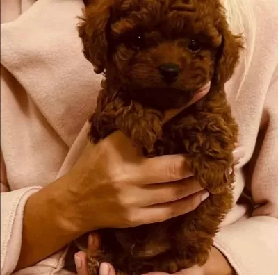Muhteşem Kore Kan Toy Poodle Yavrularimiz