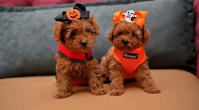 Toy Poodle Safkan Anne Babalardan Özel Yavrularımız