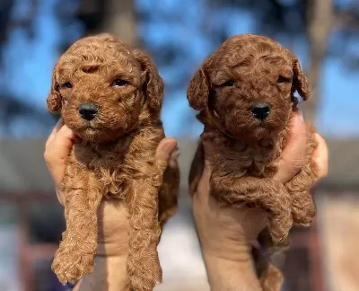 Tea Cup Red Brown Poodle Yavrularimiz