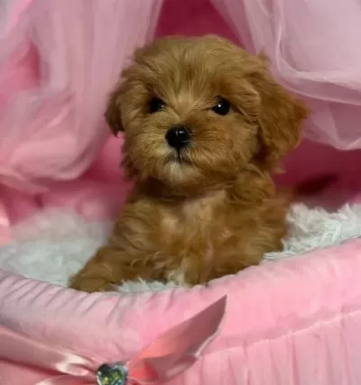 Toy Poodle Sevi Mli Yavrular