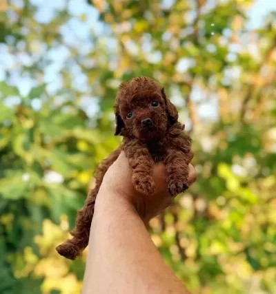 Bebek Surat En Koyu Renk Toypoodle Bebişler