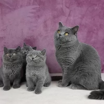 British Shorthair Yavrulari