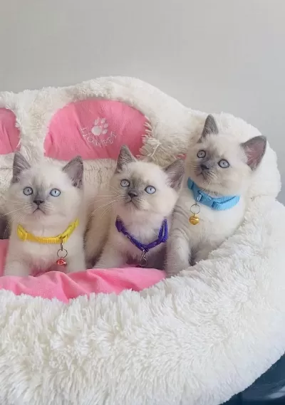 Maviş British Shorthair Bebekleirm