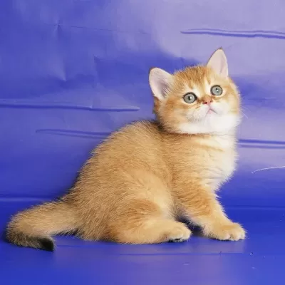 British Longhair Yavrulari