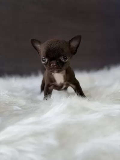 Mini Apple Head Chihuahua Yavrularimiz