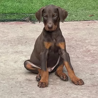Doberman Bebekler Sağlık Ve İrk Garantili Teslim