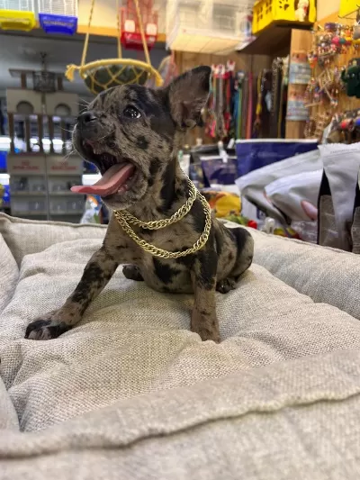 Bebek French Buldog Merle