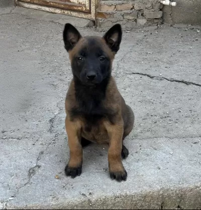 Erkek Ve Dişi Belçika Malinois Köpeğimiz