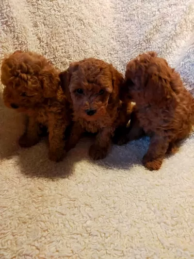 Safkan Aşılı Pasaportlu Garantili Toy Poodle Lar