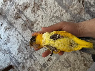 9 Aylık Portakal Kafa Caique Full Evcil