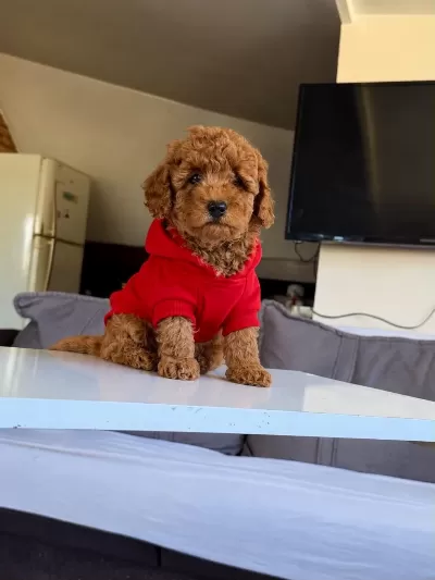 Orjinal Toy Poodle Yavrumuz