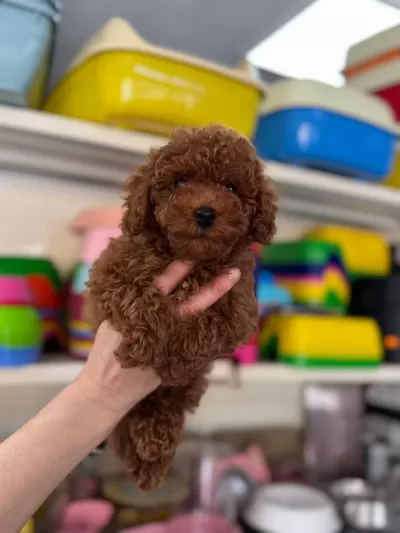 Harika Poodle Yavrularimiz
