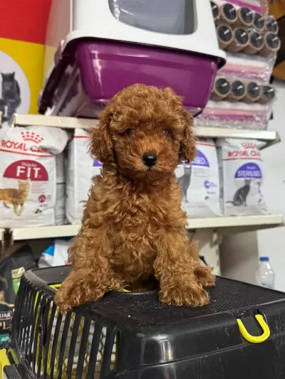 Kore Kan Poodle Bebeklerimiz