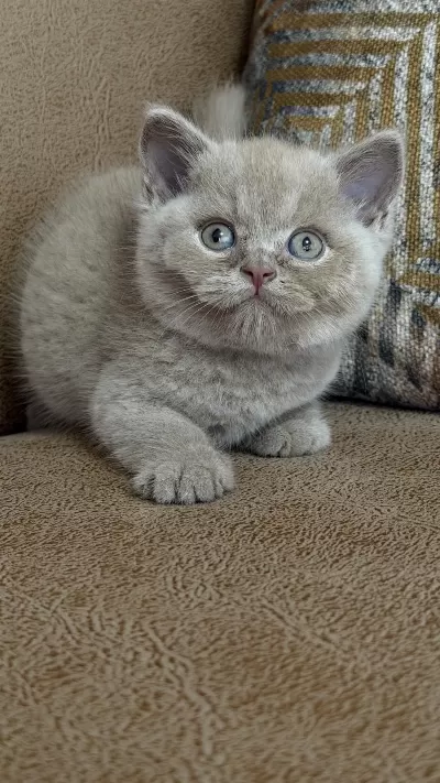 Orjinal British Shorthair Fawn Erkek