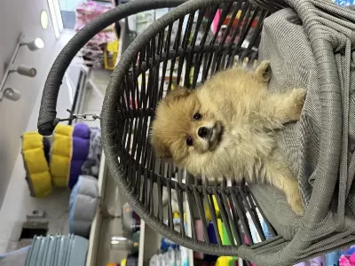 Pomeranian Beyaz Orange Her Renk Yavru Mevcuttur