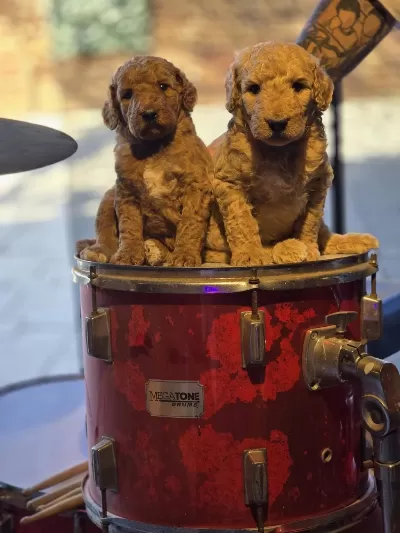 Burkem Ailesinden Özel Seri Dev Poodle Yavruları