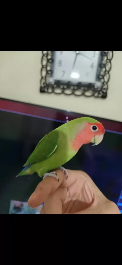 Eşe Hazır Erkek Şeftali Yüzlü Cennet Papağanı