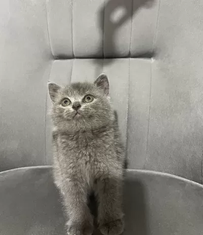 British Shorthair Dişi