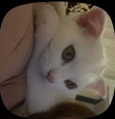 Beyaz Scottish Fold Kedisi