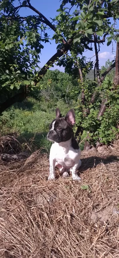 French Bulldog Köpeğimiz 5 Aylık