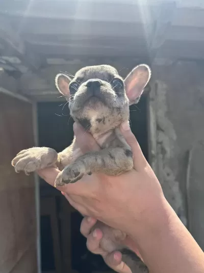 French Bulldog Bebekler