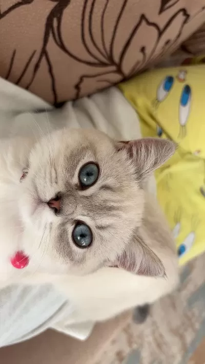 British Shorthair Kedimiz