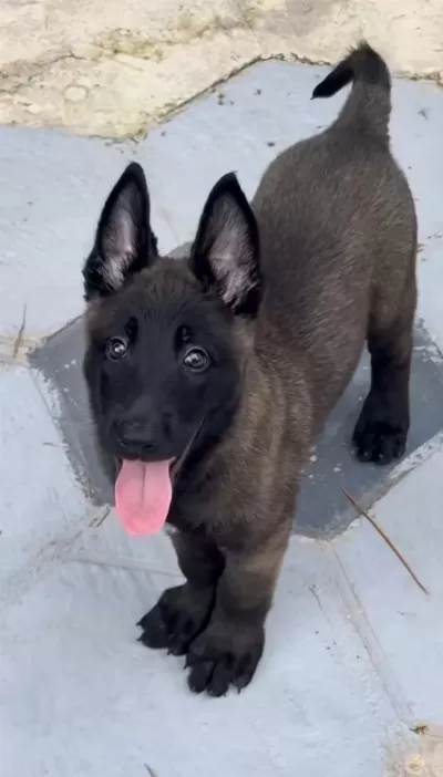 Belçika Kurdu Köpeği