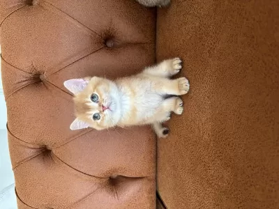 British Golden Bebeklerimiz İrkının En Güzel Örnekleri