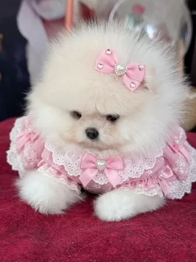 Sifir Burun Ayi Sürat Dişi Pomeranian