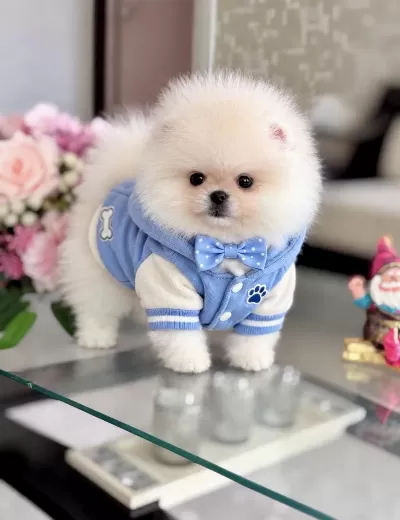 Mini Boy Ayicik Pomeranian