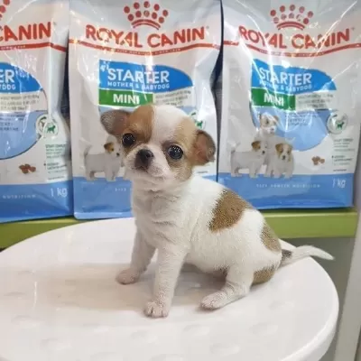 Dünya Tatlisi Chihuahua Yavrulari
