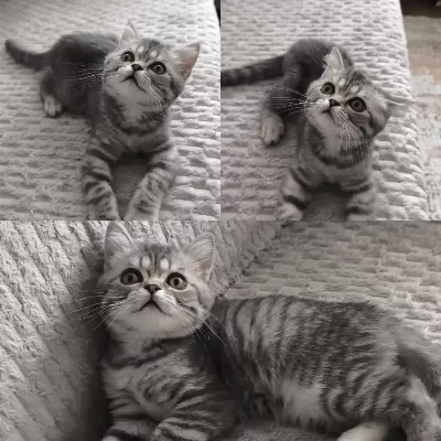 British Shorthair Tabby
