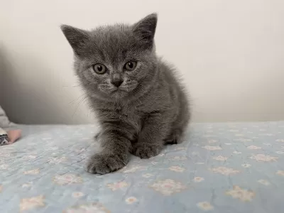 British Shorthair Dişi 55 Günlük