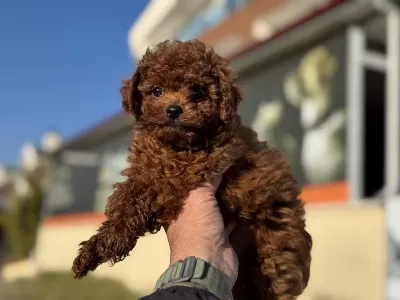 Yasal Ruhsatlı Çiftlikden Toy Poodle Yavrularımız