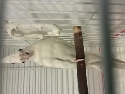 Albino Dişi Sultan Papağani
