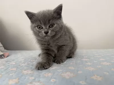British Shorthair 55 Günlük