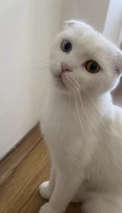 Scottish Fold Ve Van Kedisi Kirmasi
