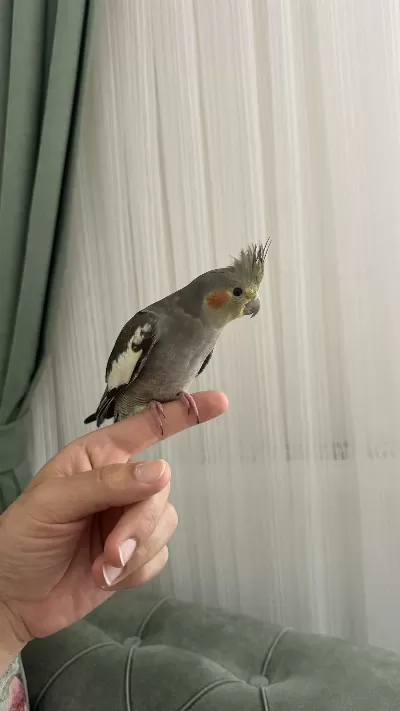 2 Aylık Ele Gelen Sultan Papağanı