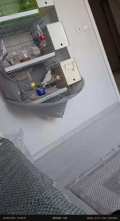 Yumurtlamak Üzere Sultan Papağanı