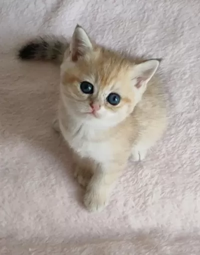 Şafkan British Shorthair