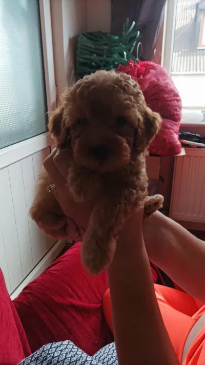2,5 Aylık Dişi Toy Poodle