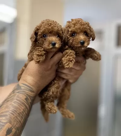 Kore Orjinal Kilo İrk Garantili Poodle