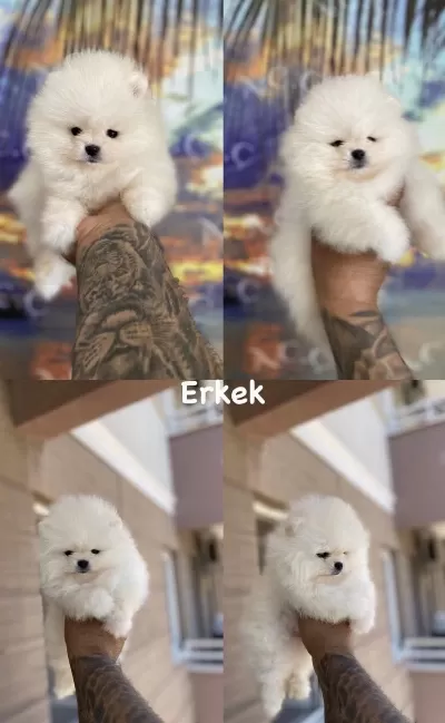Pınpon Topları Gibi Pomeranian Yavrular