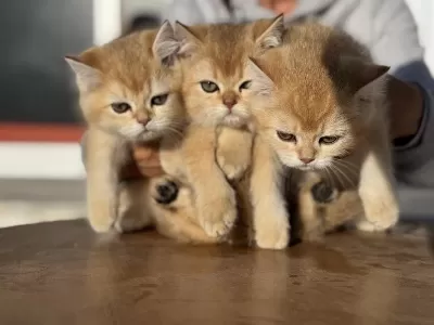 En Güzel Golden British Shorthair Yavrularımız