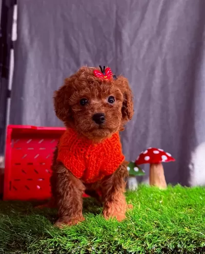 Safkan Toy Poodle Bebekler