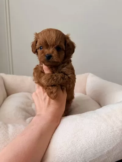 Maltipoo Korean Bebekler