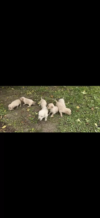 Yavru Golden Retriever 4 Erkek 3 Dişi