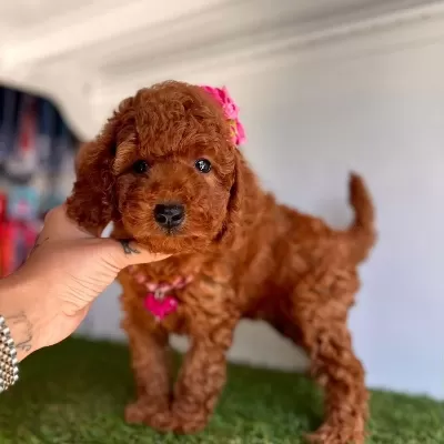 Sevimli Toy Poodle Yavrularımız